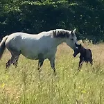 בית נופש La Cour De La Foret