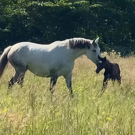 Vakantiehuis La Cour De La Foret