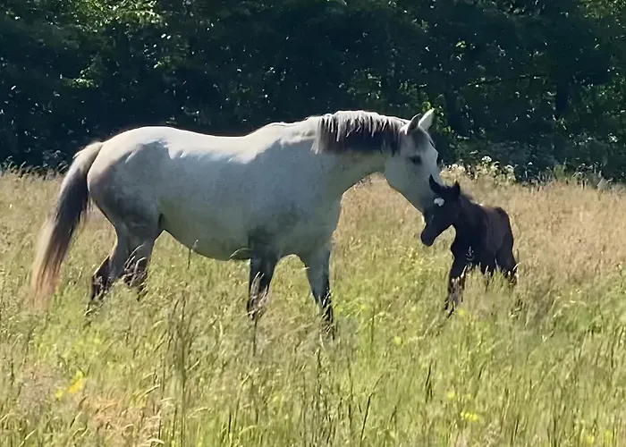 Holiday home La Cour De La Foret
