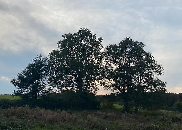 La Cour De La Foret *